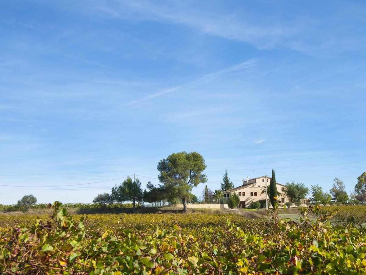 Masia Olivera Sant Pau d'Ordal Екстер'єр фото